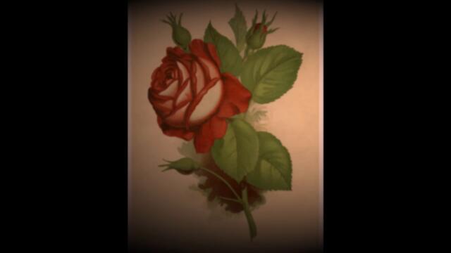 I Just Want to Be the One You Love · Cryst (Slowed and Reverb)