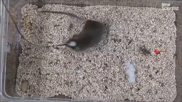 Наноботите - в такива искат да превърнат хората. Експеримент с плъхове.