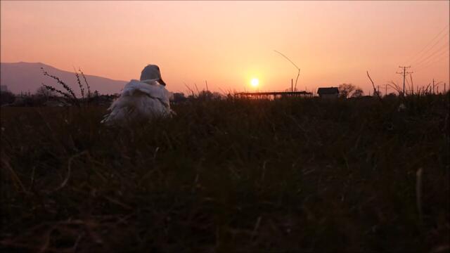 Day 7 of Spring: Duck is watching the Sunset