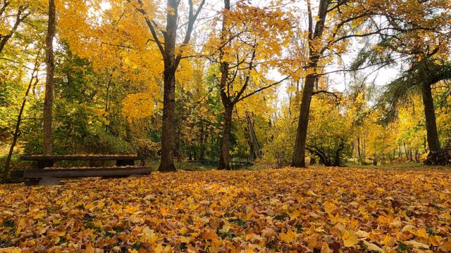 4K AUTUMN | AUTUMN FALL | Beautiful Relaxing Bird Singing