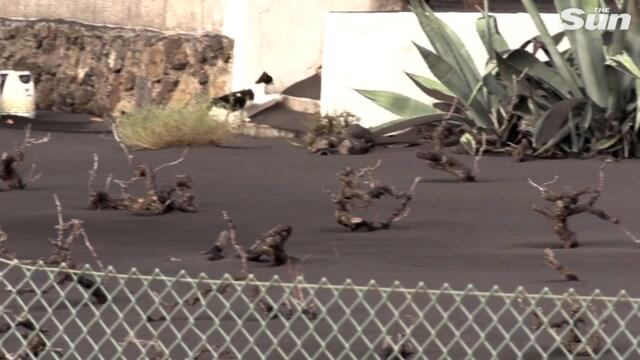 La Palma volcano lava submerges homes as activity set to 'increase', expert says