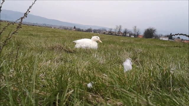 Spring's Day 9! Duck is having a grass snack on a cloudy afternoon