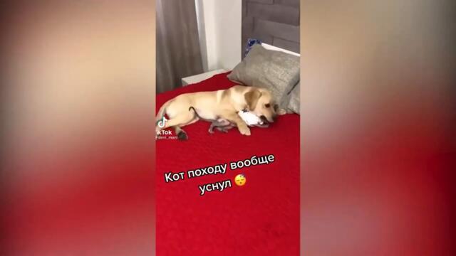 ТИК ТОК ПРИКОЛЫ / ЛУЧШИЕ СМЕШНЫЕ ВИДЕО TIK TOK