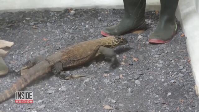 Why This Zoo Is Breeding Komodo Dragons