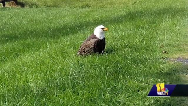 Man helps save bald eagles found in distress in Carroll County