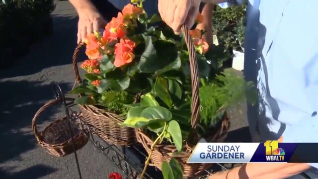 Sunday Gardener: Live centerpieces, host gifts