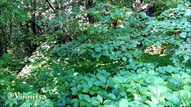 Красивая Музыка ЛЕС ПОЛЕ 🌿 ЛЕЧЕНИЕ НЕРВОВ Загляни Туда 👉@Moby Art