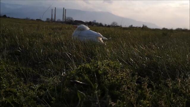 Duck's Spring, Day 15. Chilling outside on a sunny afternoon.