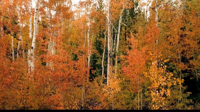 Relaxing music