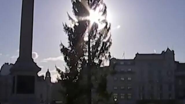 Trafalgar Square Christmas tree SLAMMED as 'HALF DEAD' 🎄😵  #Shorts