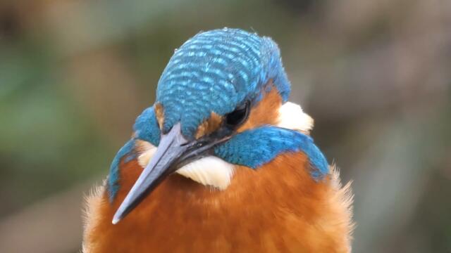 Martin pescatore, primi piani esagerati (Alcedo atthis) short clip