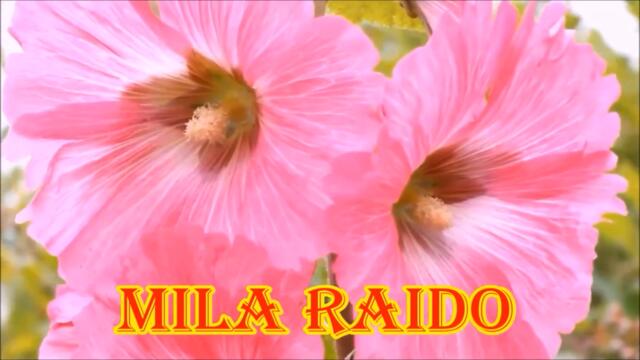 Александр Келеберда  -  БУСЫ ИЗ РЯБИНЫ