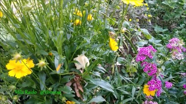 Стелла Джанни 💥 СХОЖУ С УМА