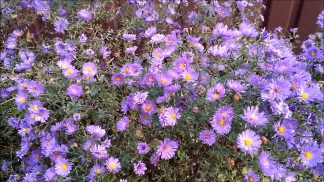 Я БУДУ ДОЛГО ГНАТЬ ВЕЛОСИПЕД