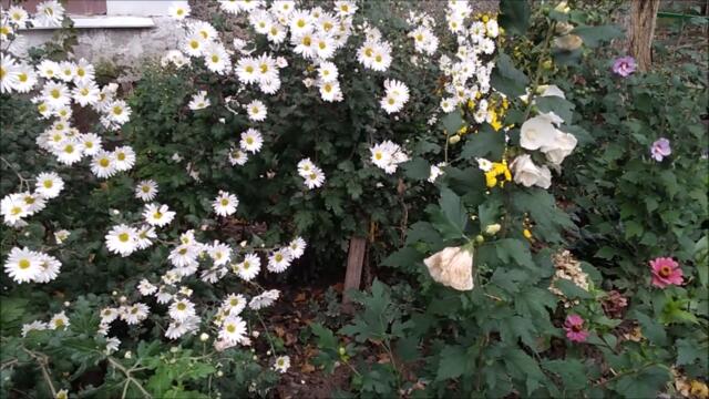 Вика Цыганова    -    ЗАЧЕМ ВЫ, ДЕВОЧКИ, КРАСИВЫХ ЛЮБИТЕ