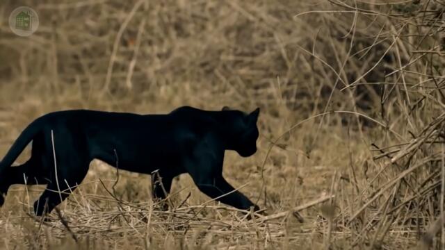 Melisa-feat-Tommo - I'm Alone (Via65 Remix)