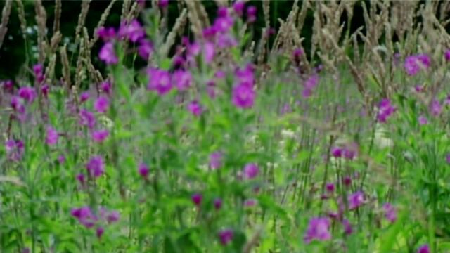 ANÚNA : "Blackthorn" by Michael McGlynn