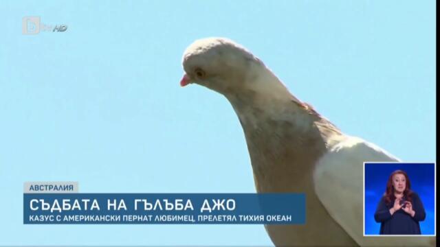 Юксел, Вики и Стаси избухнаха в смях след новината за гълъба Джо