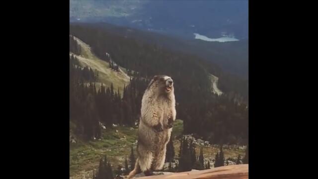 супер прикол ! сурок орет !