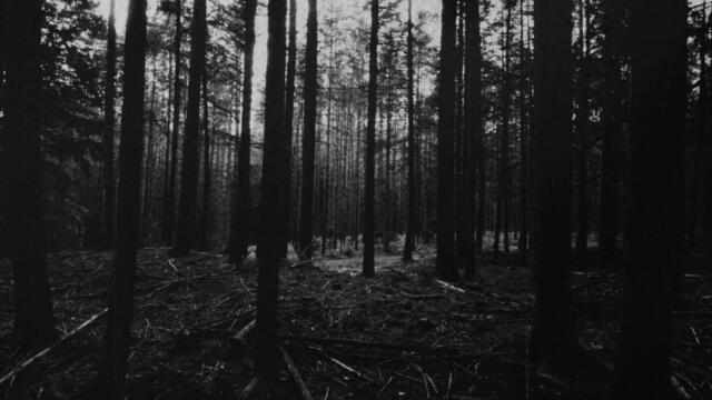 Maya Shenfeld: Body, Electric (Official Video)