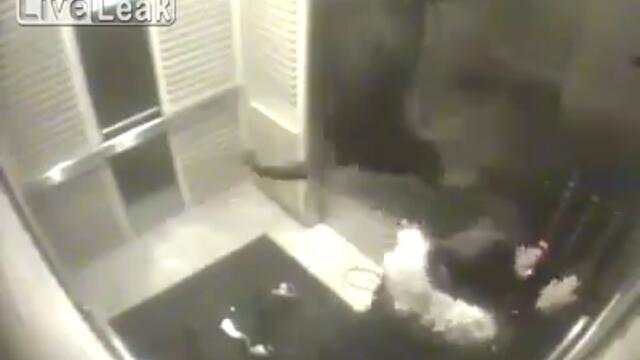 Жена с кучета в асансьор