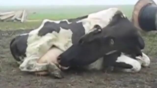 НЕВЕРОЯТНО Крава пие млякото си !
