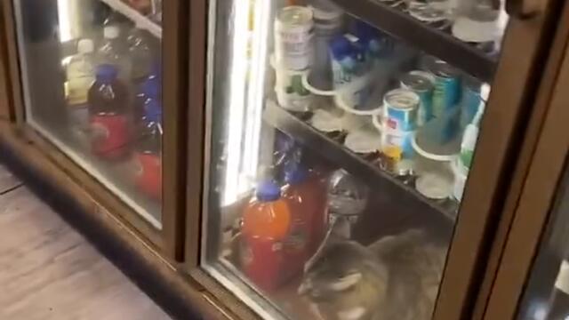 This Bodega Cat Won’t Leave the Fridge #shorts