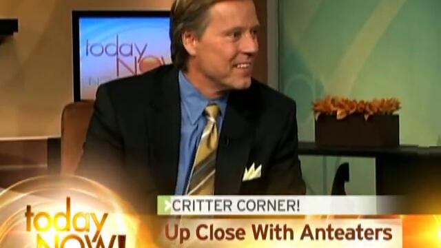 Expert Wasted Entire Life Studying Anteaters