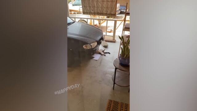 СМЕШНЫЕ КОШКИ 2022 И ДРУГИЕ ЖИВОТНЫЕ/ 10 МИНУТ СМЕХА/СМЕШНЫЕ ЖИВОТНЫЕ 2022/ЛУЧШИЕ ПРИКОЛЫ С КОТАМИ