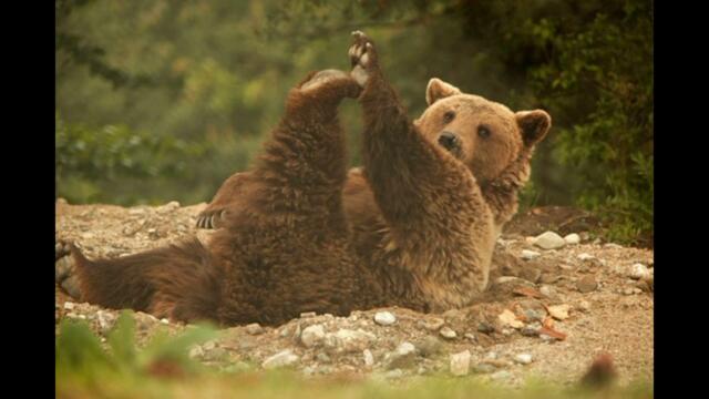 Мечкадрски кючек