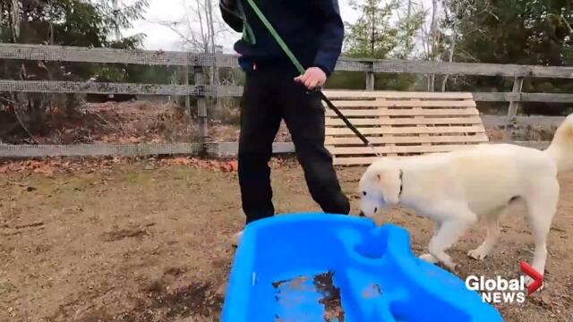 Rescued dogs from Afghanistan come full circle, helping veterans deal with PTSD