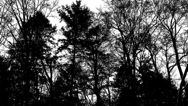 Nothing Worth Remembering II