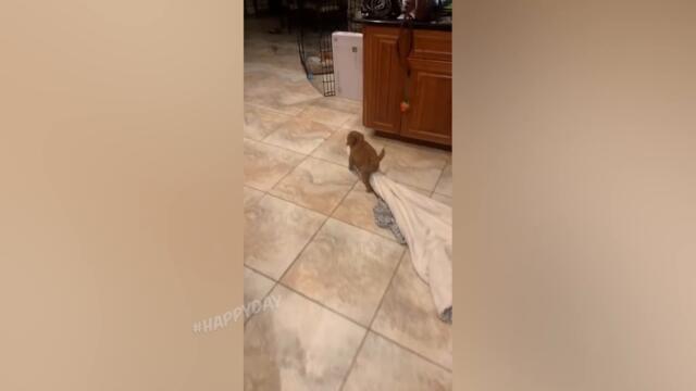 СМЕШНЫЕ КОШКИ 2022 И ДРУГИЕ ЖИВОТНЫЕ/ 10 МИНУТ СМЕХА/СМЕШНЫЕ ЖИВОТНЫЕ 2022/ЛУЧШИЕ ПРИКОЛЫ С КОТАМИ