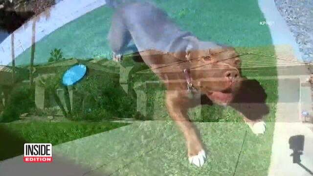 Pitbull Caused Insurance Company to Cancel Couple’s Policy