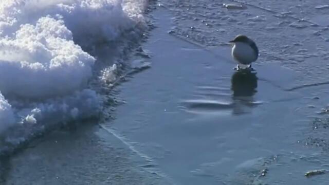 Анатолий Кулагин   -   ВЕСЕННЯЯ КАПЕЛЬ