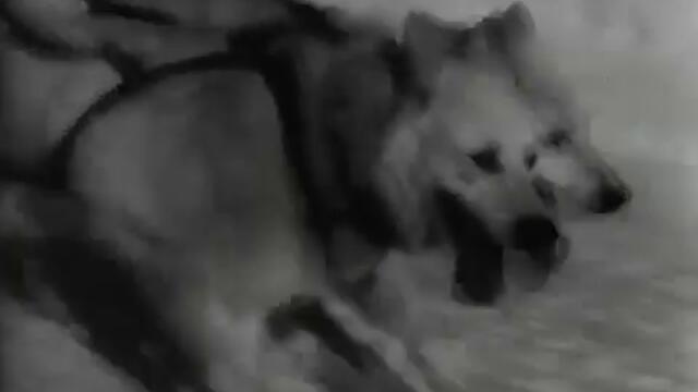 War Dogs (1943) The Use of Canines in War