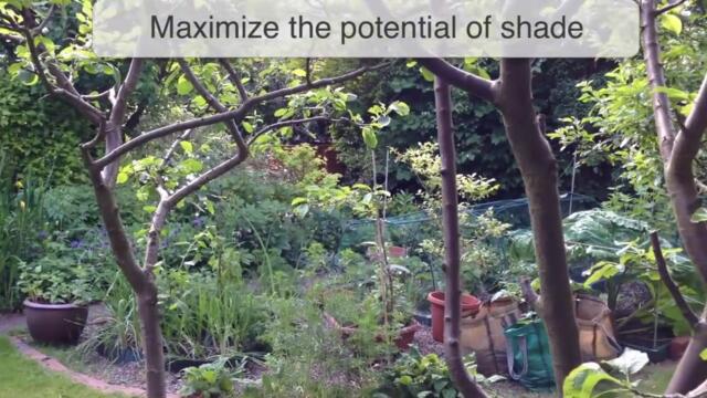 Grow Fruit and Vegetables...in the Shade!