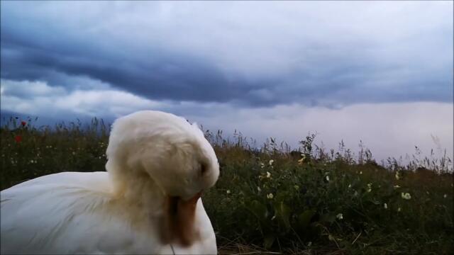 Duck's Spring, Day 36. Ten minutes before the storm!
