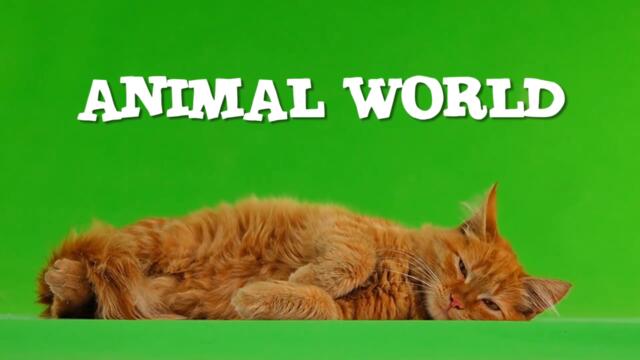 #3 ANIMAL WORLD | СМЕШНЫЕ ВИДЕО С ЖИВОТНЫМИ ИЗ ТИК ТОКА | FUNNY ANIMAL VIDEOS FROM TIK TOK 🐾