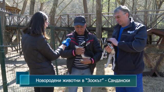 Новородени животни в “Зоокът” - Сандански