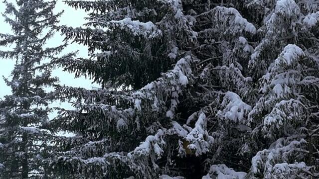 Обърната елха (2006) БГ ФИЛМ Част 1