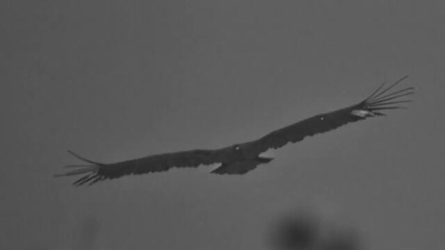 Трейлър на "Хроника на една сбъдната мечта" - II част