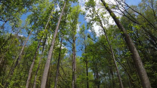 Fly through the Woods in Gainesville, Georgia - 4K VR FPV Drone Video