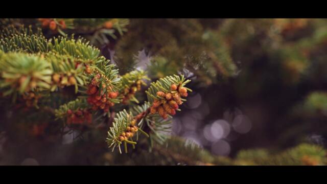 Violeta & Tsvetoslav || Wedding Trailer