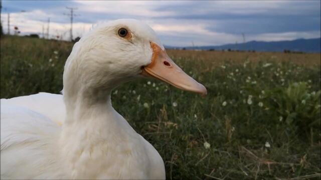 Hungry Duck eats a few grasshoppers!