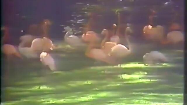 Nohelani Cypriano ♪ Lihue