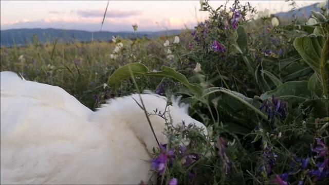 Duck's Spring, Day 41. Warm evening at the field.