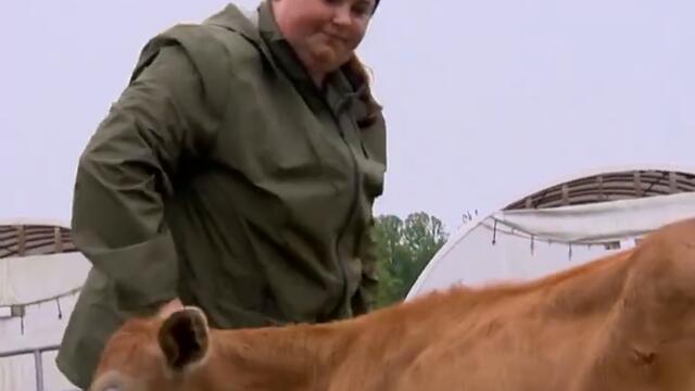 Stressed? Need some cuddles? This cow's for you.