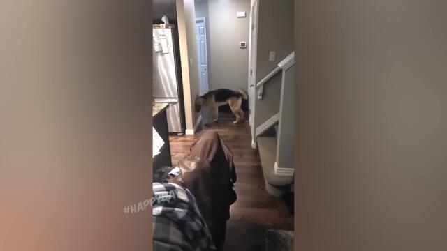 СМЕШНЫЕ КОШКИ 2022 И ДРУГИЕ ЖИВОТНЫЕ/ 10 МИНУТ СМЕХА/СМЕШНЫЕ ЖИВОТНЫЕ 2022/ЛУЧШИЕ ПРИКОЛЫ С КОТАМИ