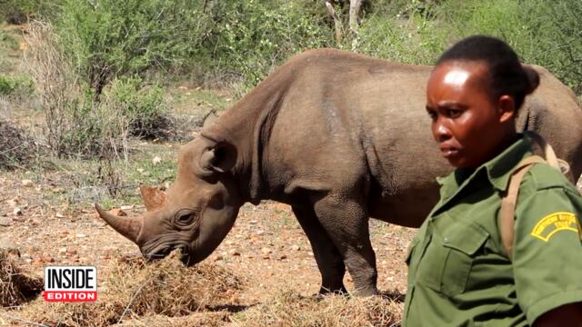 Black Rhinos Repopulating at Animal Sanctuary in Kenya